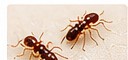 General Pest Control service