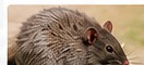 Rodent Control service