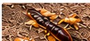 Termite Control service